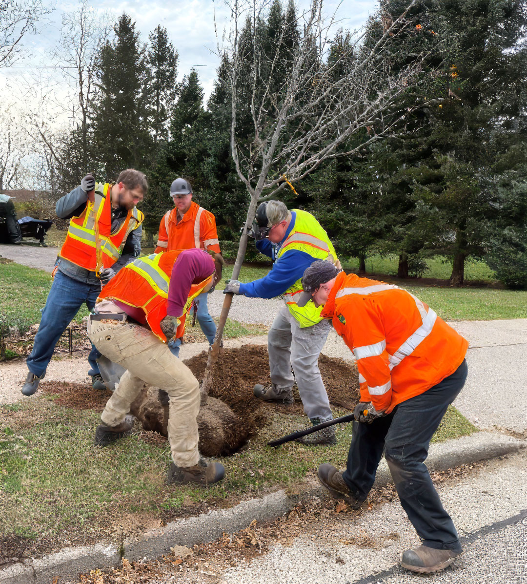 Workers in safety vests and gloves plant a young tree along a residential roadside, working together to position the root ball into a freshly dug hole.