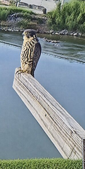 Peregrine falcon perched on the nesting box perch above the Wisconsin River, first sighting Aug. 20
