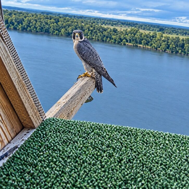 Peregrine falcon perched at the Nekoosa Mill nesting box, second sighting Sept. 17